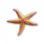 "Starfish" icon