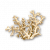 "Coral" icon