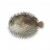 "Porcupinefish" icon