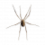 "Spider" icon