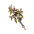 "Syrupwort Leaf" icon