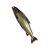 "Aged Shorefish" icon