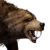 "Brown Bear" icon