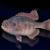 "Chipped Bluegill" icon