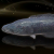 "Sapphire Snakehead" icon