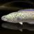 "Opal Snakehead" icon