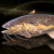 "Giant Catfish" icon
