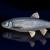 "Specular Dace" icon