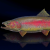 "Rainbow Trout Small" icon