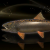 "Morion Trout" icon