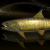 "King Trout" icon