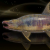 "Great Nebula Salmon" icon