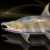 "Argus Salmon" icon