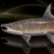 "Wennath Salmon" icon