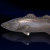"Cygilian Sea Bass" icon