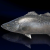 "Lucinian Sea Bass" icon