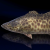 "Dark Allural Sea Bass" icon