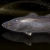 "Allural Sea Bass" icon