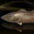 "Copper Allural Sea Bass" icon