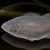 "Tide Grouper" icon