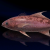 "Red Barrelfish" icon