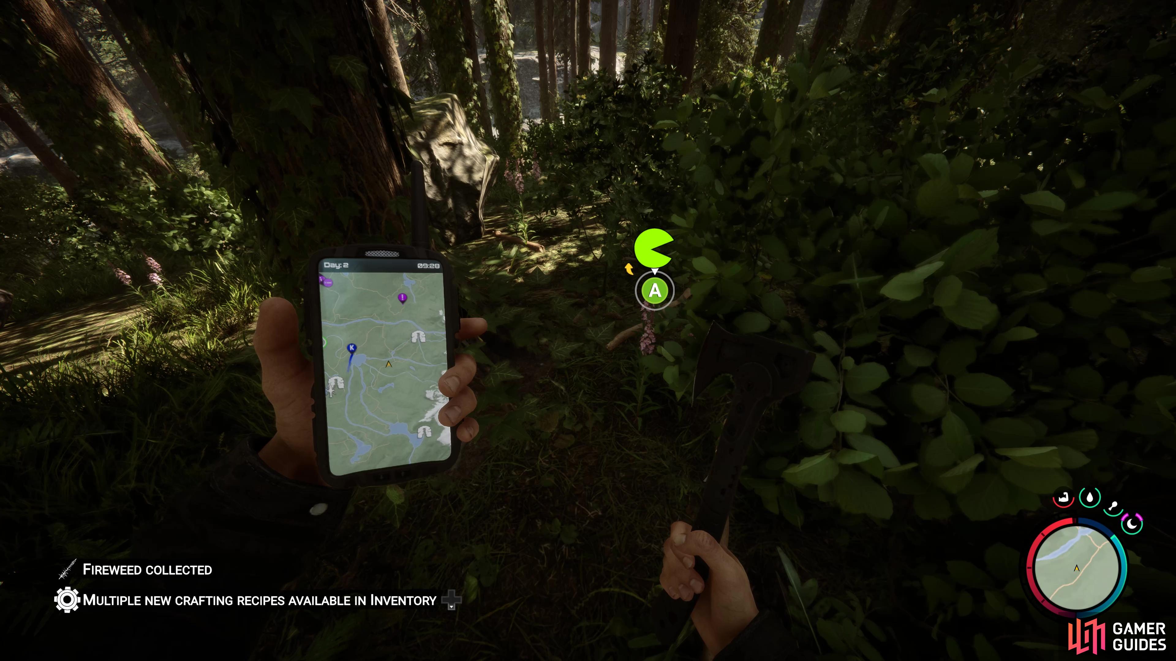 Where to Find Fireweed in Sons of the Forest