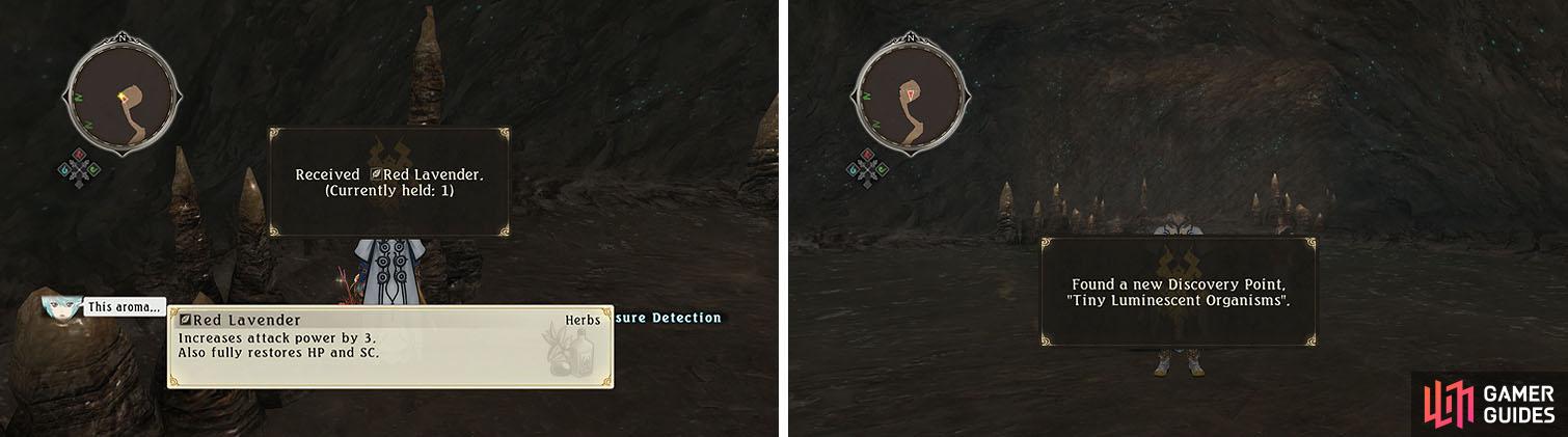 Gather the herbs in the cavern (left) and then look up for a discovery (right).