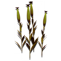 curious_corn_NMS.png