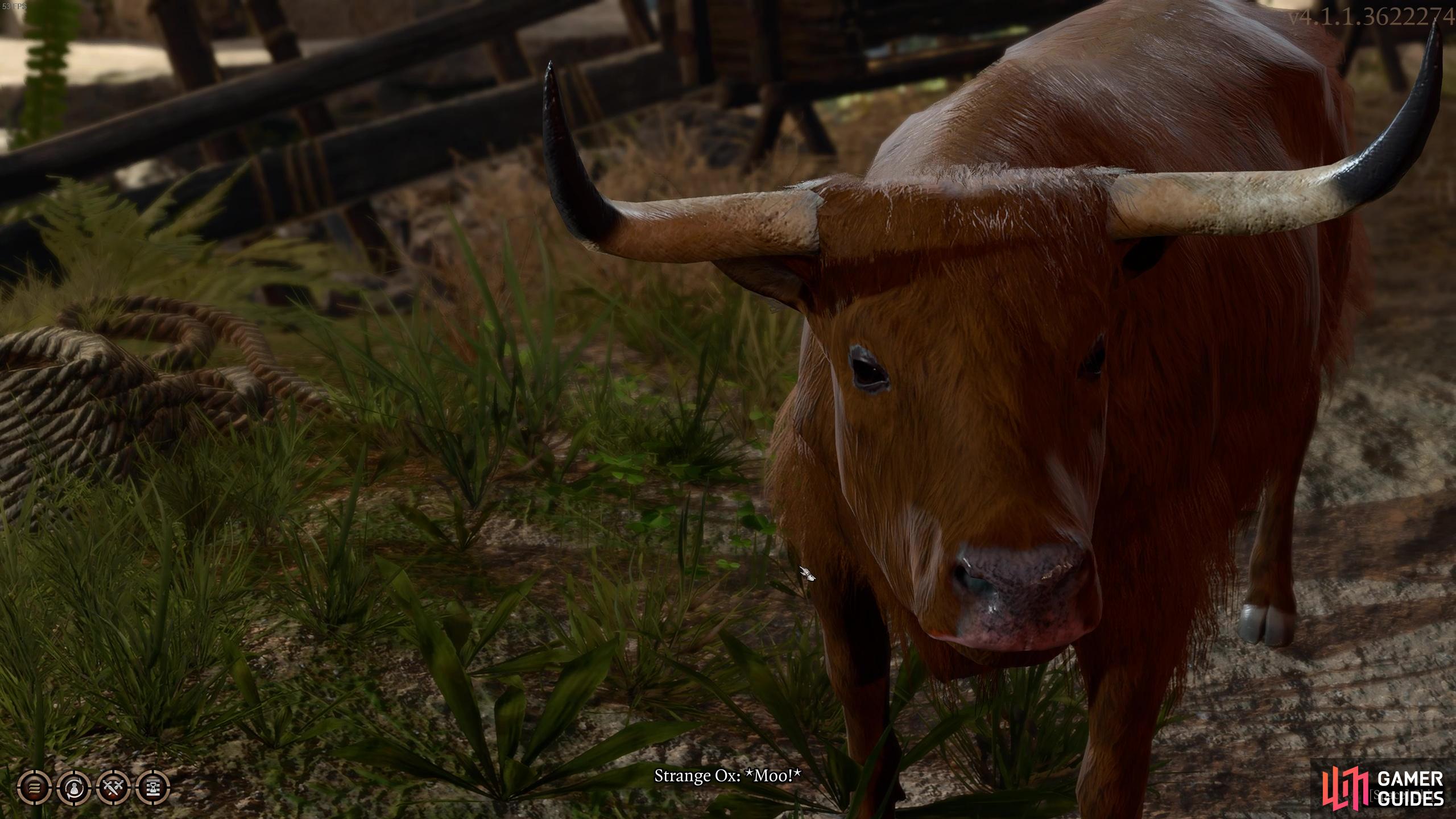 There’s something strange going on with this Ox…we’ll tell you how to uncover his secrets!