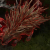 "Thorn Beast" icon