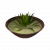 "Aloe Soup" icon