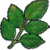 "Elderberry leaves" icon