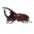 "Rhinoceros Beetle" icon