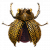 "Golden Trove Beetle" icon