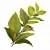 "Herba" icon
