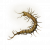 "Golden Centipede" icon