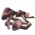 "Redflesh Mushroom" icon