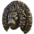 "Golden Lion Shield" icon