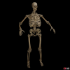 skeleton-71858694.png