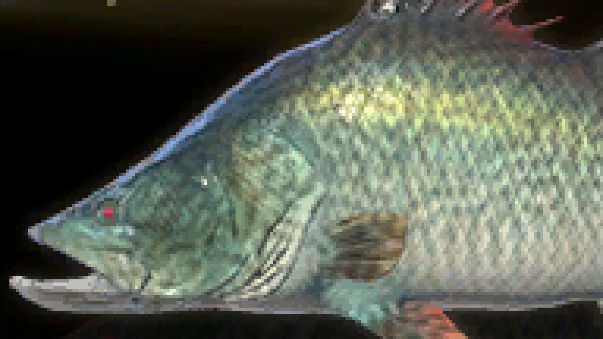 File:Barramundi perch 01.jpg - Wikipedia