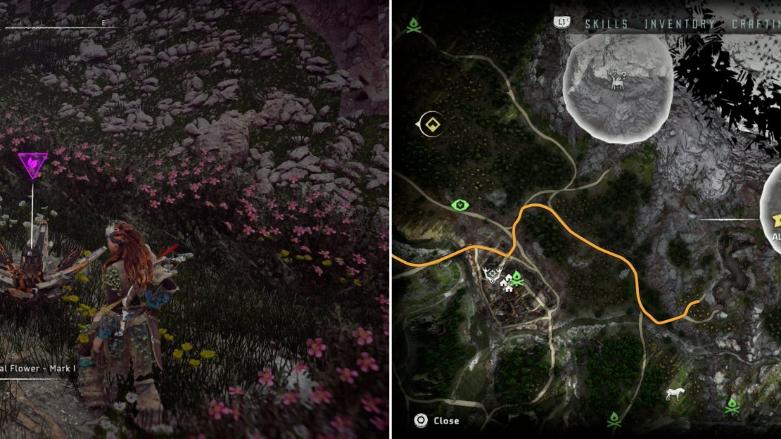 Search near the cultist camp to find Metal Flower - Mark I (D) (left), at the location indicated on the map (right).