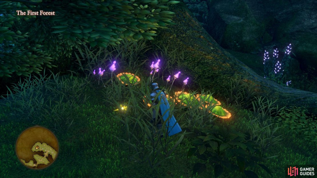 Search in front of the large tree to the north of the First Forest.