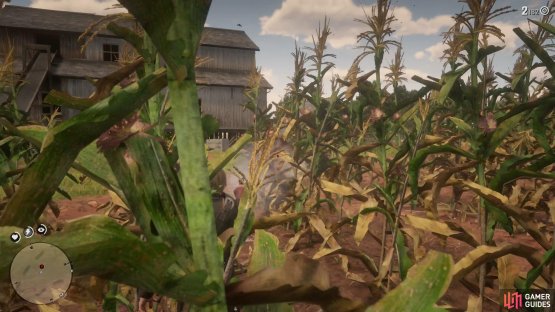 Search the left and right cornfields quickly for the Bounty Hunters