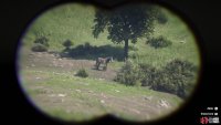 You can see the true nature of the zebra by studying it