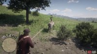 Lassoing the zebra will help in calming it down