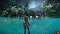Stand in front of the elephant herd
