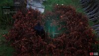 Examine the bushes within the camp as evidence.