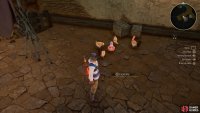 don’t miss this Owl among the chickens