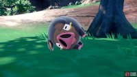 Here is another Lechonk, for good measure. (Credit: The Pokémon Company)